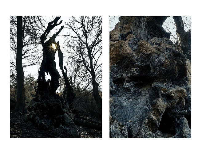 After wildfires in the 90's. Photographer: Federico García Cabezón