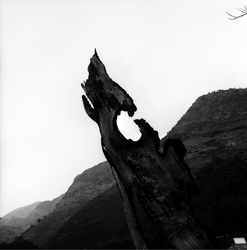 After wildfires in the 90's. Photographer: Federico García Cabezón